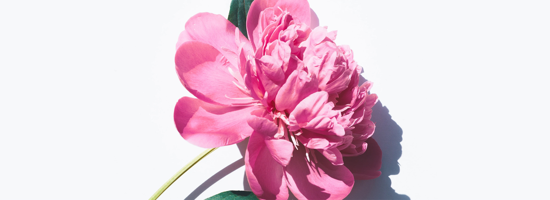 livewell-banner